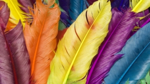 colorful-feather.jpg