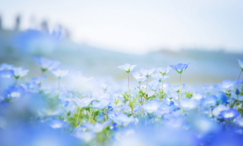 Cánh đồng hoa Baby Blue Eyes nở rộ với một màu xanh biết ở Nhật Bản 4,5  triệu bông hoa Baby Blue Eyes bừng nở tạo nên cảnh sắc mỹ lệ như mộng ảo  cho công viên Hitachi. Đúng như tên gọi, hoa Baby Blue Eyes (tên khoa học  là Nemophila) chẳng ...